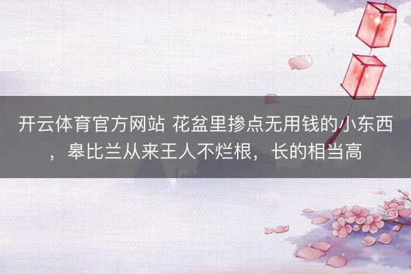 开云体育官方网站 花盆里掺点无用钱的小东西，皋比兰从来王人不烂根，长的相当高